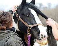 one-owner-gypsy-vanner-horse