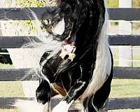 one-owner-gypsy-vanner-horse