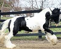 jumping-gypsy-vanner-horse