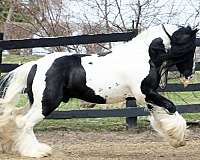 jumping-gypsy-vanner-horse