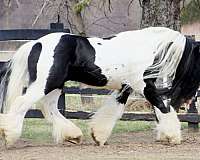 irish-cob-gypsy-vanner-horse