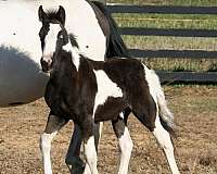 hunter-jumper-gypsy-vanner-horse