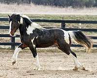 hunting-gypsy-vanner-horse