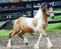 horse-semen-gypsy-vanner