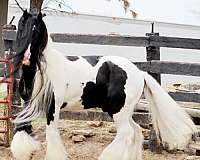 great-movement-gypsy-vanner-horse
