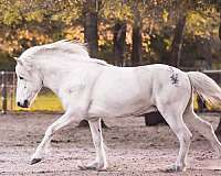 gaited-icelandic-horse