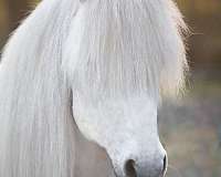 semen-icelandic-horse