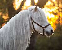 registered-icelandic-horse