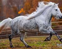 pictures-icelandic-horse