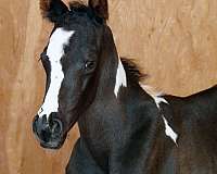 halter-paint-horse