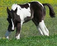homozygous-paint-horse
