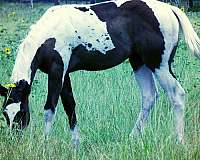 apha-black--white-paint-horse