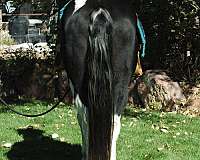 tobiano-black-horse