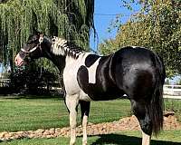 recreational-paint-horse
