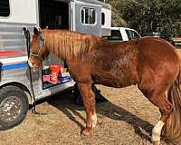 silver-2003-horse-trailer