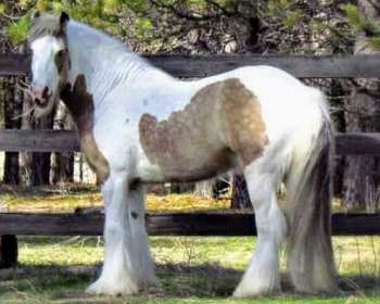 Buckskin Gypsy Vanner Horses For Sale