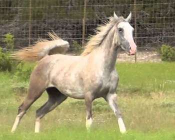 Appaloosa horse] - The Portal to Texas History