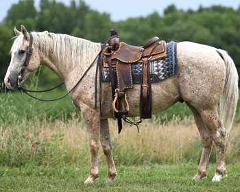 Appaloosa Gelding 12 years 14,3 hh Palomino in Woodstock IL