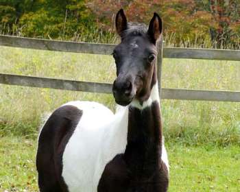 Appaloosa Stallion 2 years in Brookville, PA