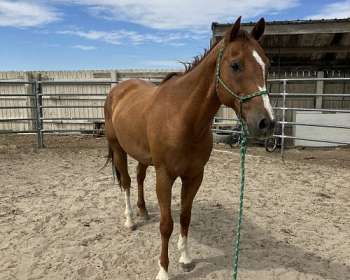 https://img.equinenow.com/slir/w350-c5x4/equine/data/photos/1502664t/1691714860/sorrel-companion-kid-safe-horse.jpg