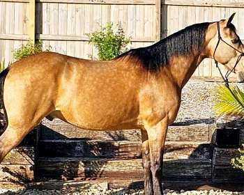 Appaloosa Gelding 12 years 14,3 hh Palomino in Woodstock IL