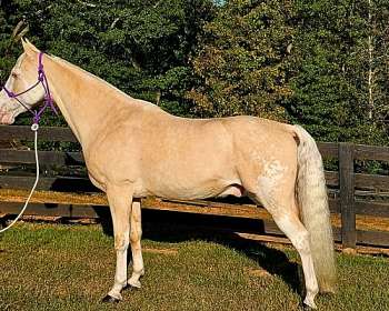 Appaloosa Gelding 12 years 14,3 hh Palomino in Woodstock IL