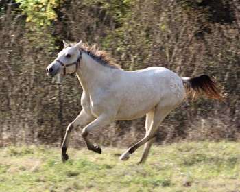 Appaloosa horse] - The Portal to Texas History