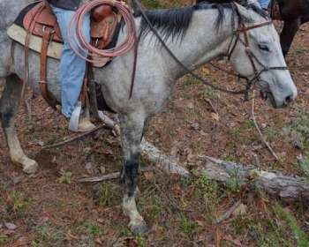Horse Tacks for sale in Lake Charles, Louisiana
