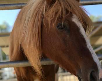 Mini Shetland Pony Gelding 11 years 9,3 hh Black in Everett PA