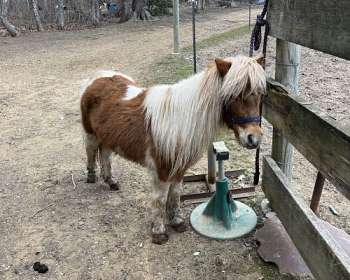 Mini Shetland Pony Gelding 11 years 9,3 hh Black in Everett PA