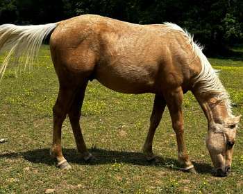 Palomino Horses for Sale in Tennessee