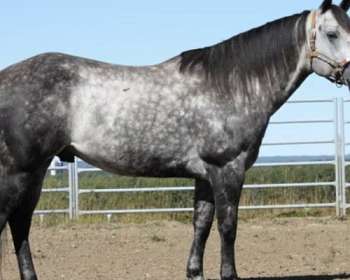 Dappled Horses for Sale in Alberta