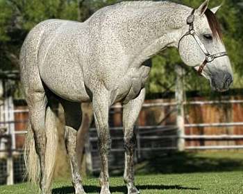 Quarter Horse - Dapple Grey