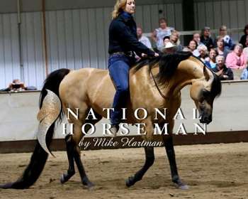 buckskin arabian horses