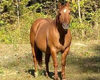 Red Dun Quarter Horse Stallion Directory