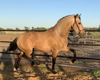 Buckskin Andalusian Horses