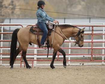 Appaloosa horse in ranch, Martinsdale, Montana, USA