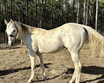 Florida Horse 2019 Stallion Register by Florida Equine