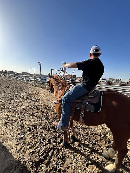 Double F Ranch on EquineNow