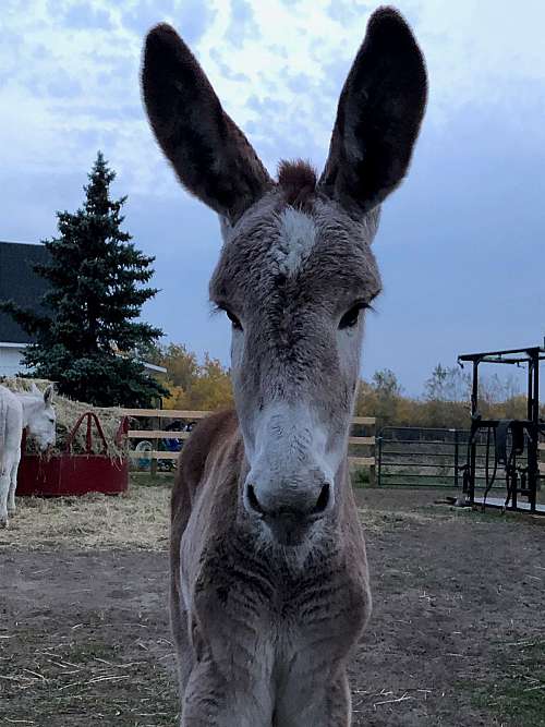 BW Mammoth Donkeys on EquineNow