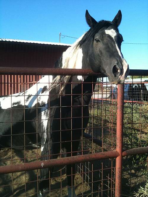 Rocker-B-Ranch On EquineNow