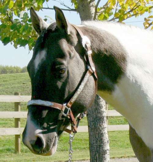 SLR PAINTS & QUARTER HORSES on EquineNow