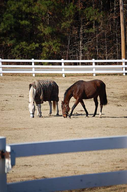 Copper Hill Sporthorses on EquineNow