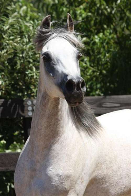 madera arabians on EquineNow