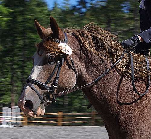 Traveling Moon Ranch On EquineNow