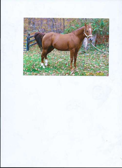 Triple J QuarterHorse Paint Farm on EquineNow