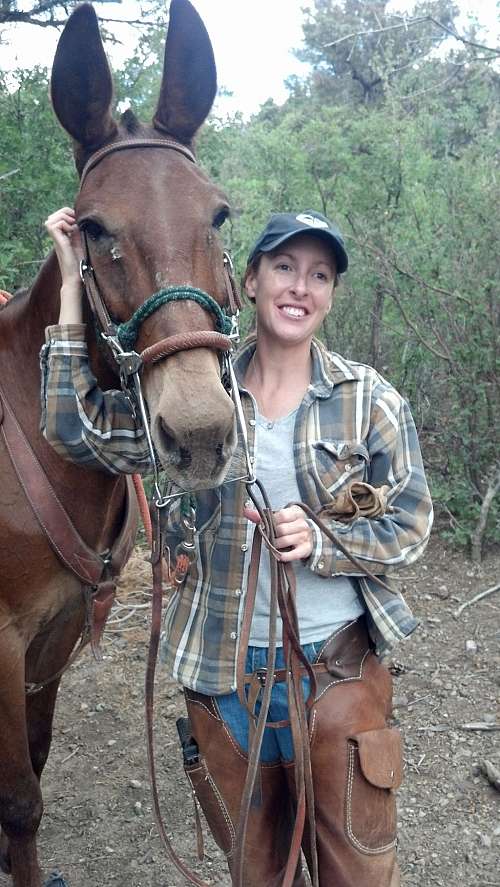 Blackman Ranch Horses Mules on EquineNow