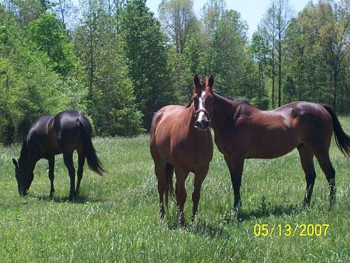 Irish Ridge Farm on EquineNow