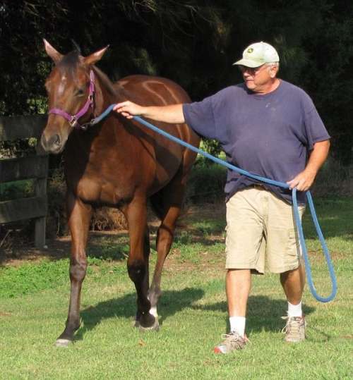 Trinity Thoroughbreds on EquineNow