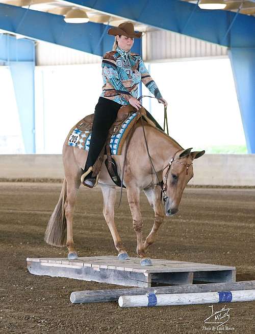 PaintedQH Mule Farm on EquineNow